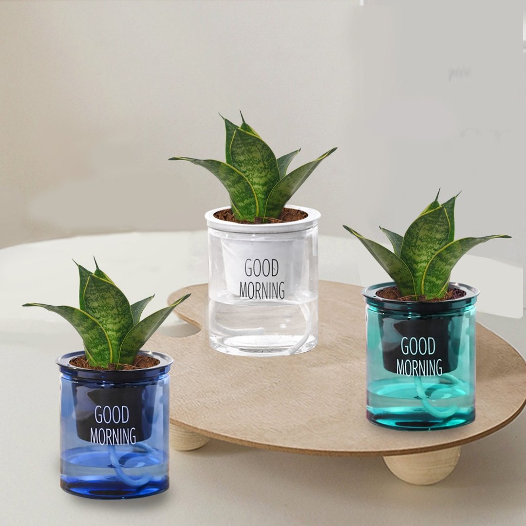 植栽 室内盆栽 虎尾兰 懒人盆栽 - 植栽/盆栽 - 塑料 多色