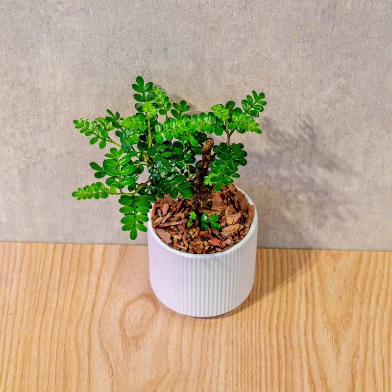 胡椒木 莫兰迪色系直纹陶盆 室内植物 观叶植物 礼物 盆栽 - 植栽/盆栽 - 植物．花 白色