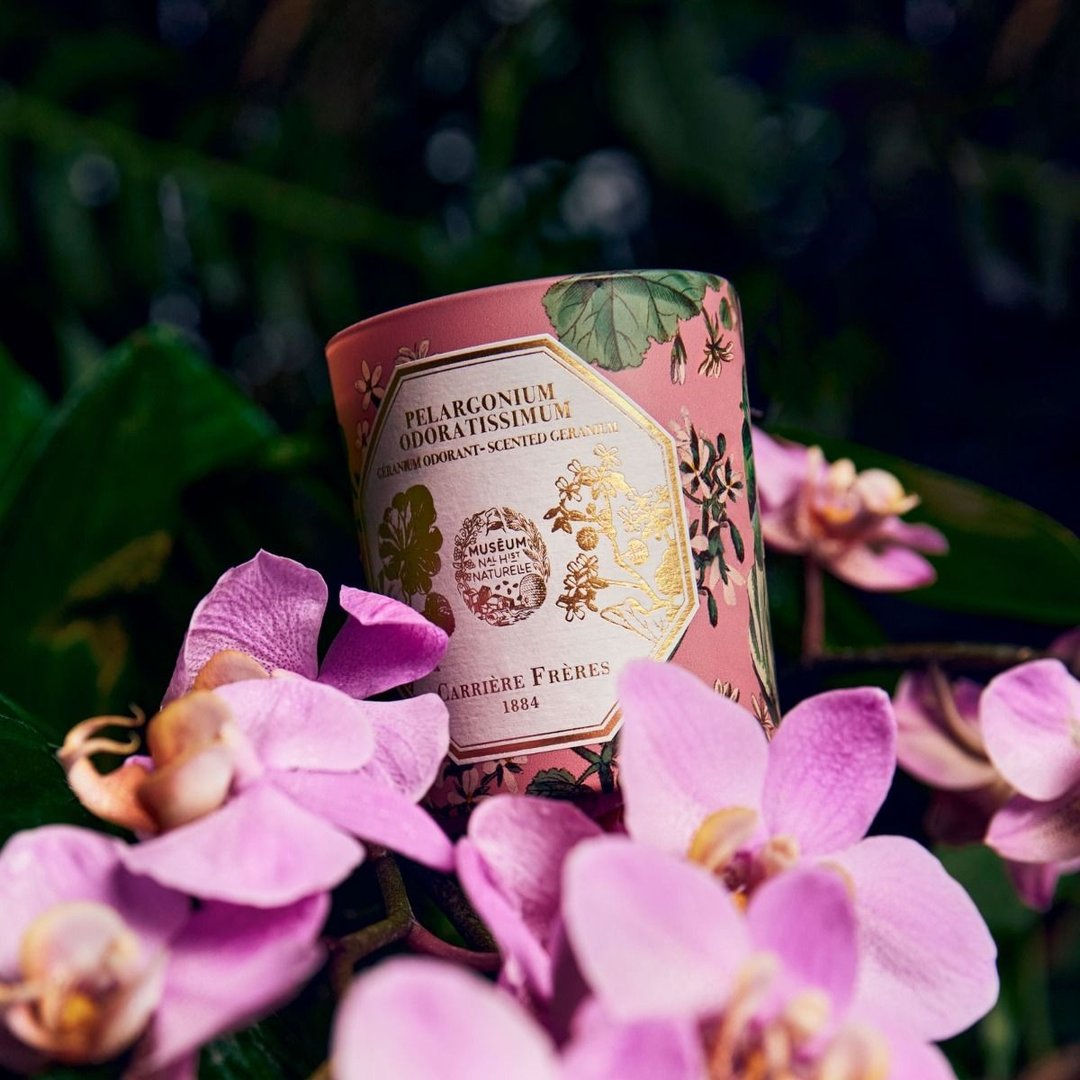 Carrière Frères 博物馆系列 天竺葵香氛蜡烛 - 蜡烛/烛台 - 蜡 粉红色