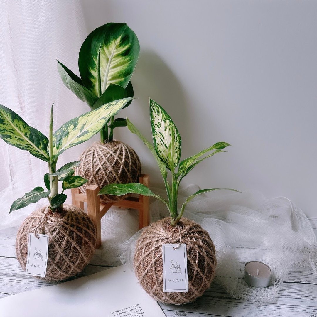 小苔球 多品种粗肋草 植栽 - 植栽/盆栽 - 植物．花 