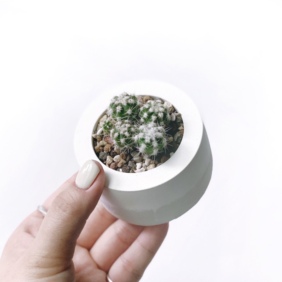 白灰渐层系列 | 短毛丸多头 小圆形渐层水泥仙人掌植栽 - 植栽/盆栽 - 植物．花 灰色