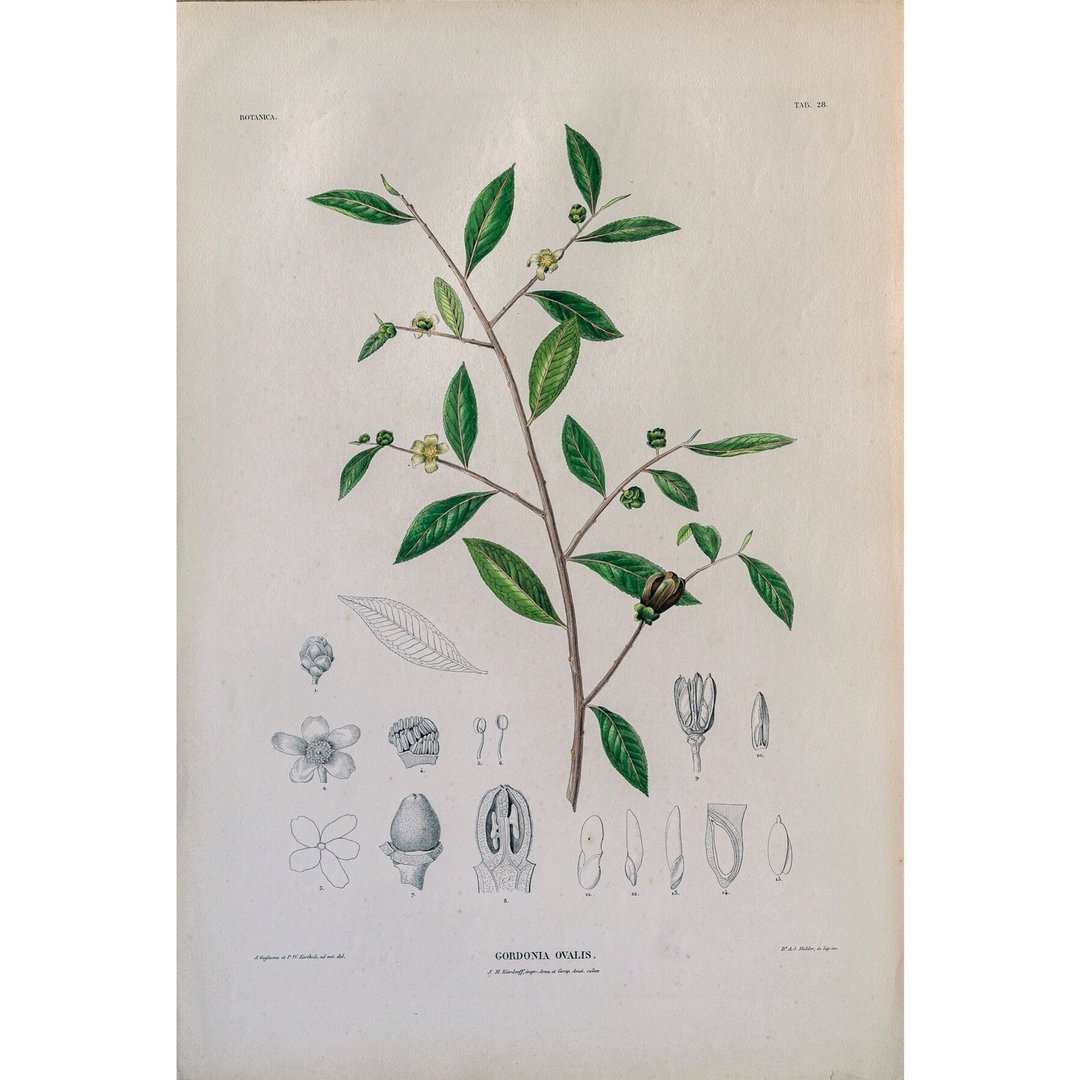 大头茶属 Gordonia Ovalis- 植物图鉴 - 版画 - 海报/装饰画/版画 - 纸 