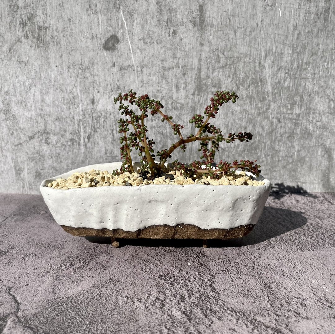 白色浴缸多肉植物盆栽 - 植栽/盆栽 - 陶 咖啡色