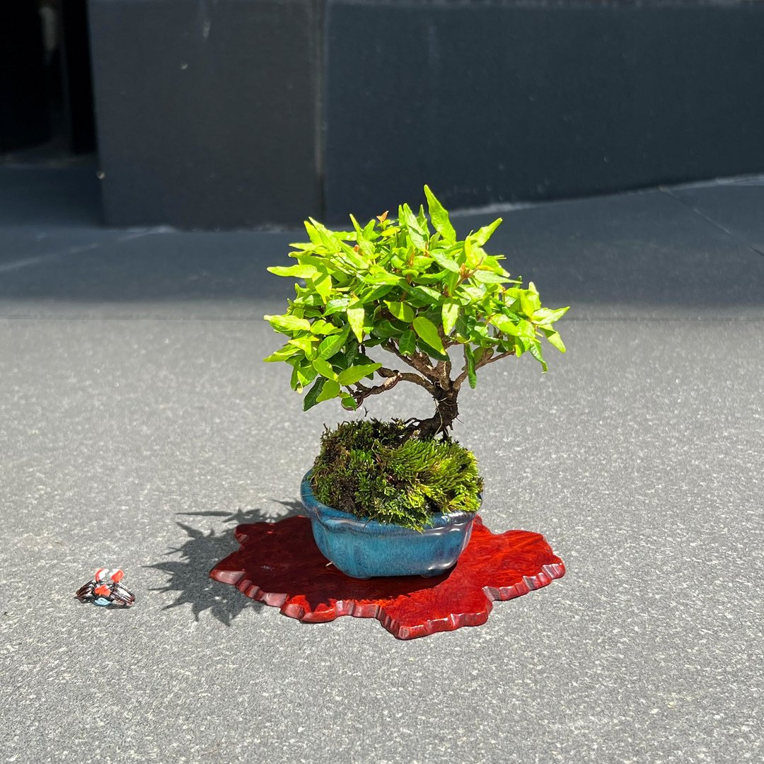 日本黄金缩缅葛∣迷你盆栽 - 植栽/盆栽 - 陶 