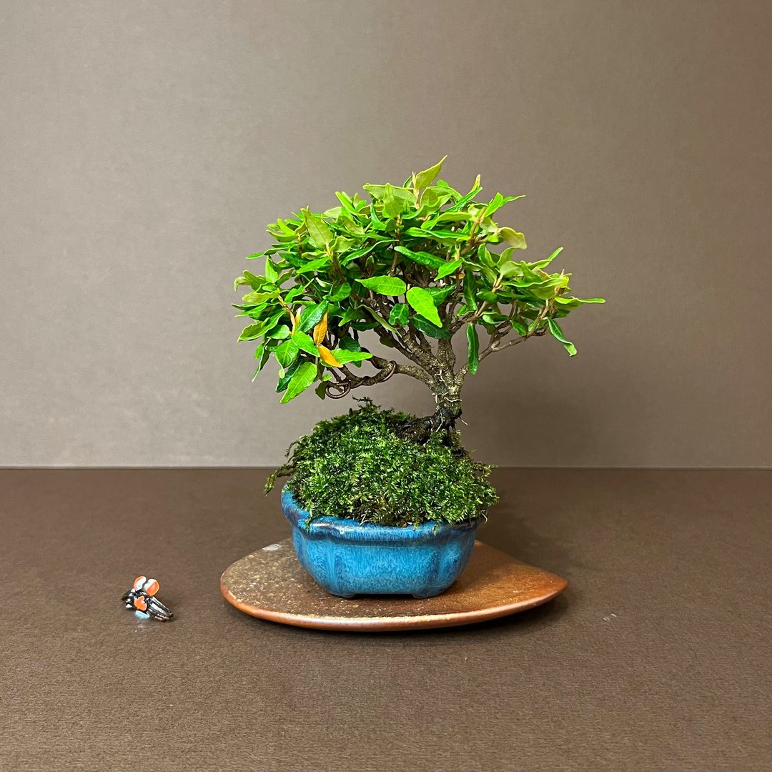 日本黄金缩缅葛∣迷你盆栽 - 植栽/盆栽 - 陶 