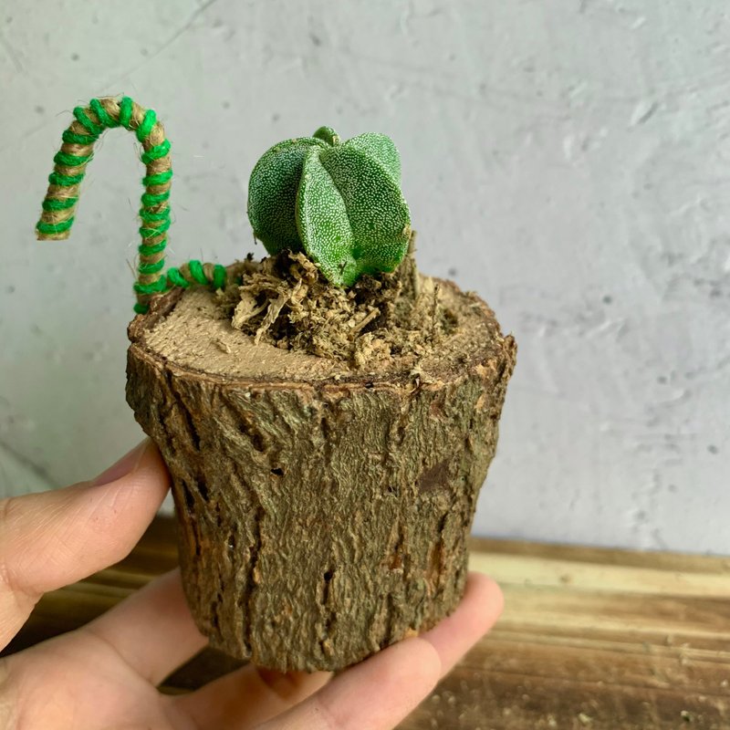 手工木作设计 盆栽摆饰 多肉植物 鸾凤玉 - 植栽/盆栽 - 木头 