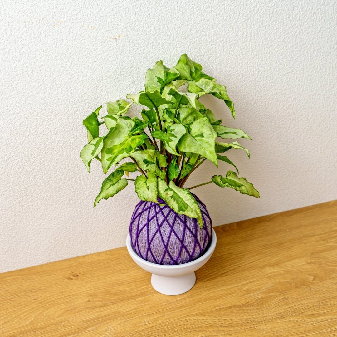 苔球植物 三王合果芋浅紫苔球加磨砂高脚钵 苔球 苔玉 礼物 - 植栽/盆栽 - 植物．花 绿色