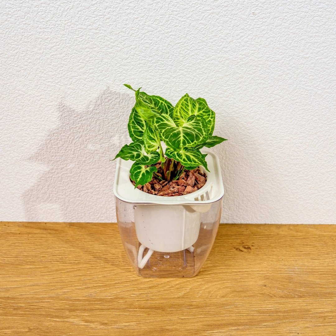 蜡染合果芋 免浇水方形盆栽 室内植物 观叶植物 礼物 盆栽 办公室 - 植栽/盆栽 - 陶 透明