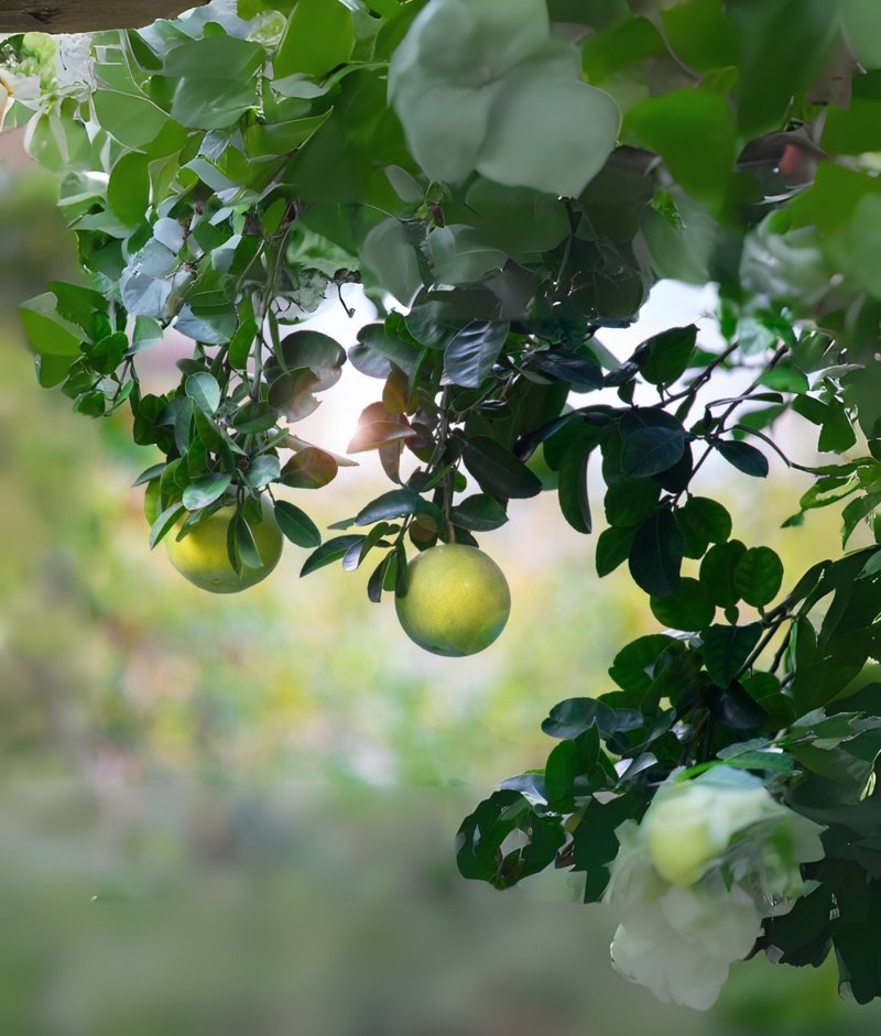 日本柚子单方纯露 - 香薰/精油/线香 - 精油 橘色