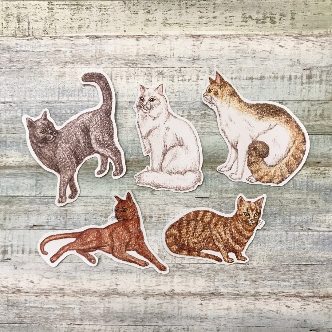 色铅笔手绘 长脸猫咪 防水贴纸组 5入 - 贴纸 - 纸 