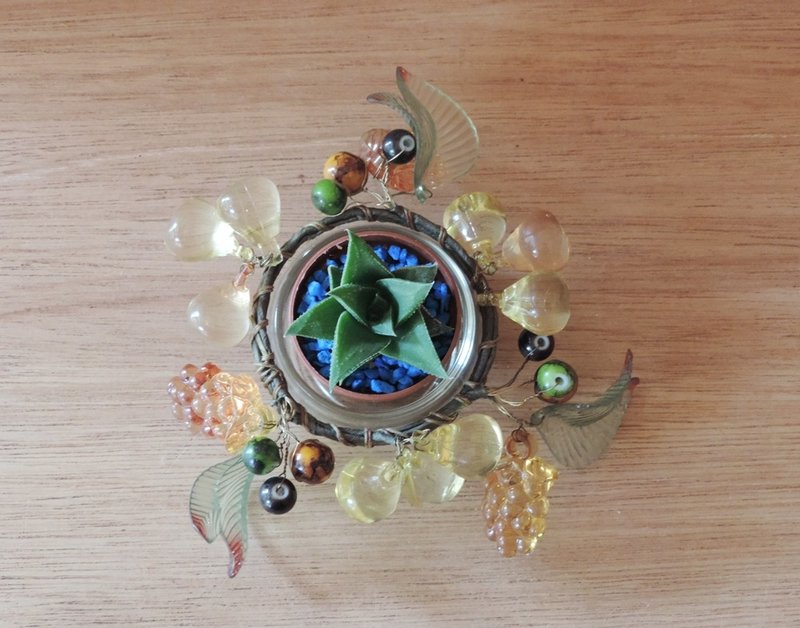 Xmas礼物 · 多肉植物 - 植栽/盆栽 - 植物．花 