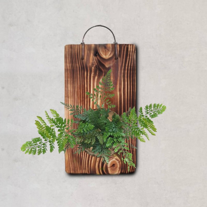 植栽 室内盆栽 植物 兔脚蕨 上板 - 植栽/盆栽 - 木头 绿色