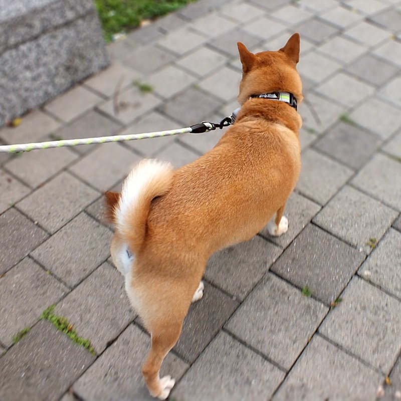 Woofy Woofy 户外圆牵绳 125cm 极致灰 18KG以下适用 - 项圈/牵绳 - 聚酯纤维 灰色