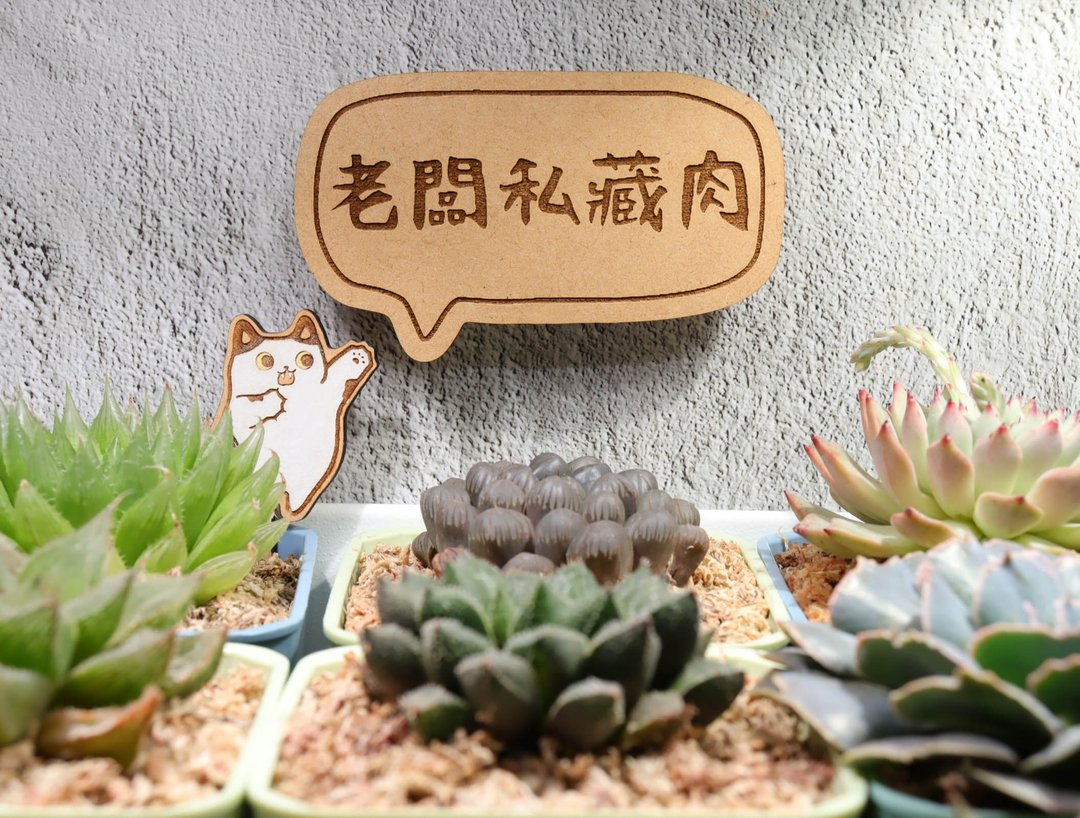 【老板私藏肉】单盆多肉植物 不定期更新 - 植栽/盆栽 - 植物．花 绿色