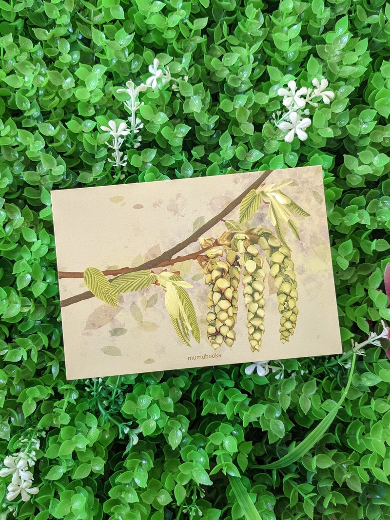 明信片 – 花卉系列 – 香港鹅耳枥 - 卡片/明信片 - 纸 多色