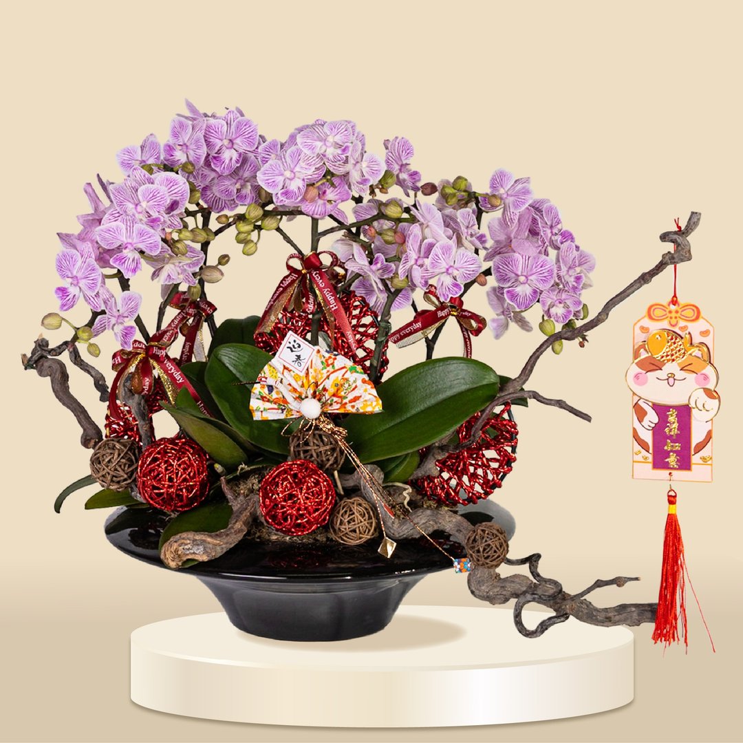 小品蝴蝶兰七彩鱼6棵 (1165) 兰花 新春兰花 年花 自家兰花园种 - 植栽/盆栽 - 植物．花 