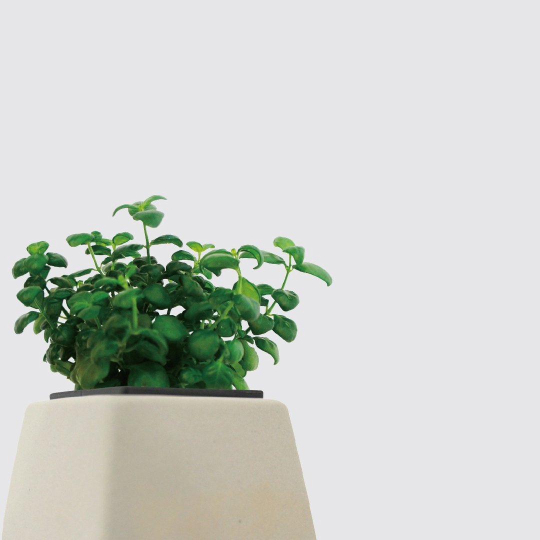 │ 方盆系列 │ 弹簧草 - 室内植物 水耕盆栽 陶瓷盆器 - 植栽/盆栽 - 植物．花 