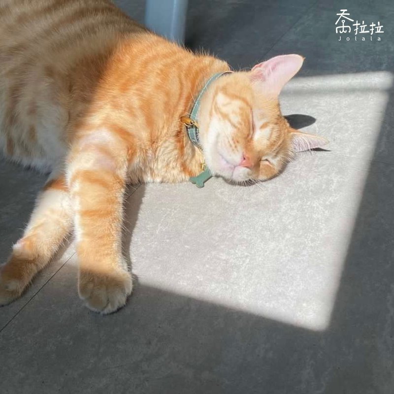 【乔拉拉 x 项圈工厂】M号 中小型犬/大猫 定制化联名手工制宠物 - 项圈/牵绳 - 真皮 蓝色