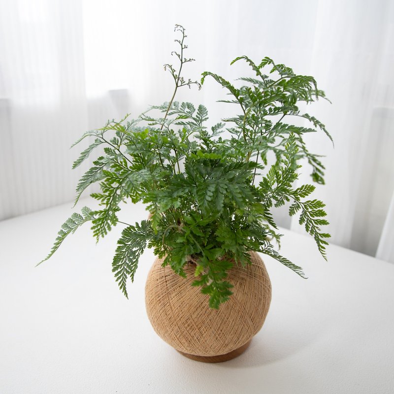 兔脚蕨 手作植栽苔球 - 植栽/盆栽 - 植物．花 