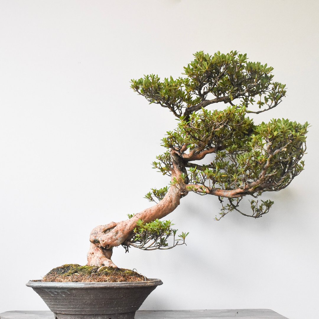 皋月杜鹃 (大杯 ) Satsuki Azalea | 盆景星球 Bonsai Planet - 植栽/盆栽 - 植物．花 