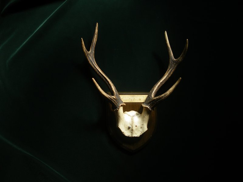 【老时光 OLD-TIME】早期进口鹿角标本 - 摆饰 - 其他材质 