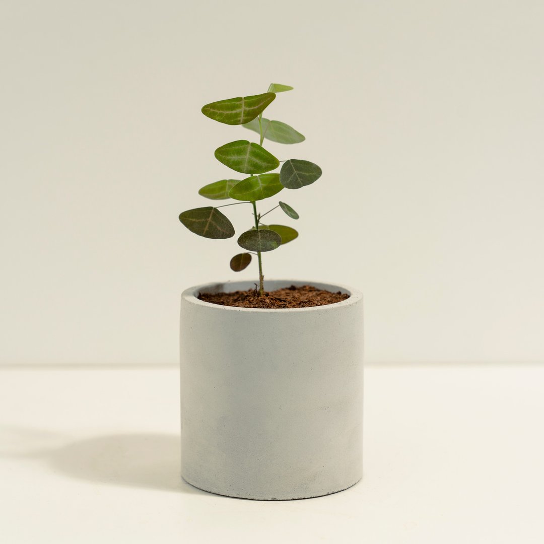 飞机草│泥作系列│福所栽 - 植栽/盆栽 - 水泥 紫色