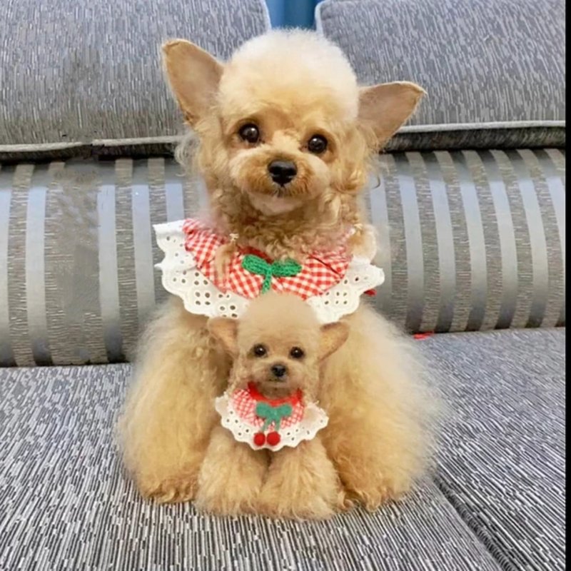 客制化逼真犬 羊毛毡 泰迪  宠物 娃娃 定制 手工 狗狗猫咪 92 - 玩具 - 羊毛 多色