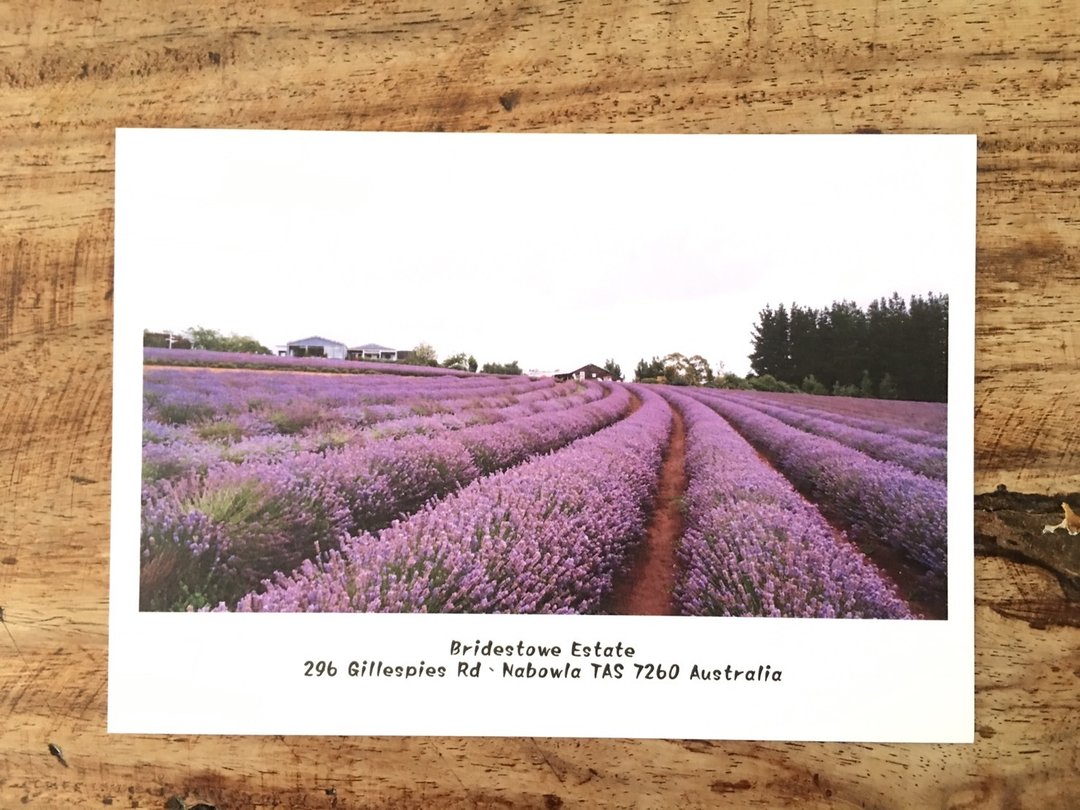 Postcard 明信片- 淡雅薰衣草 epoch-cj - 卡片/明信片 - 纸 多色