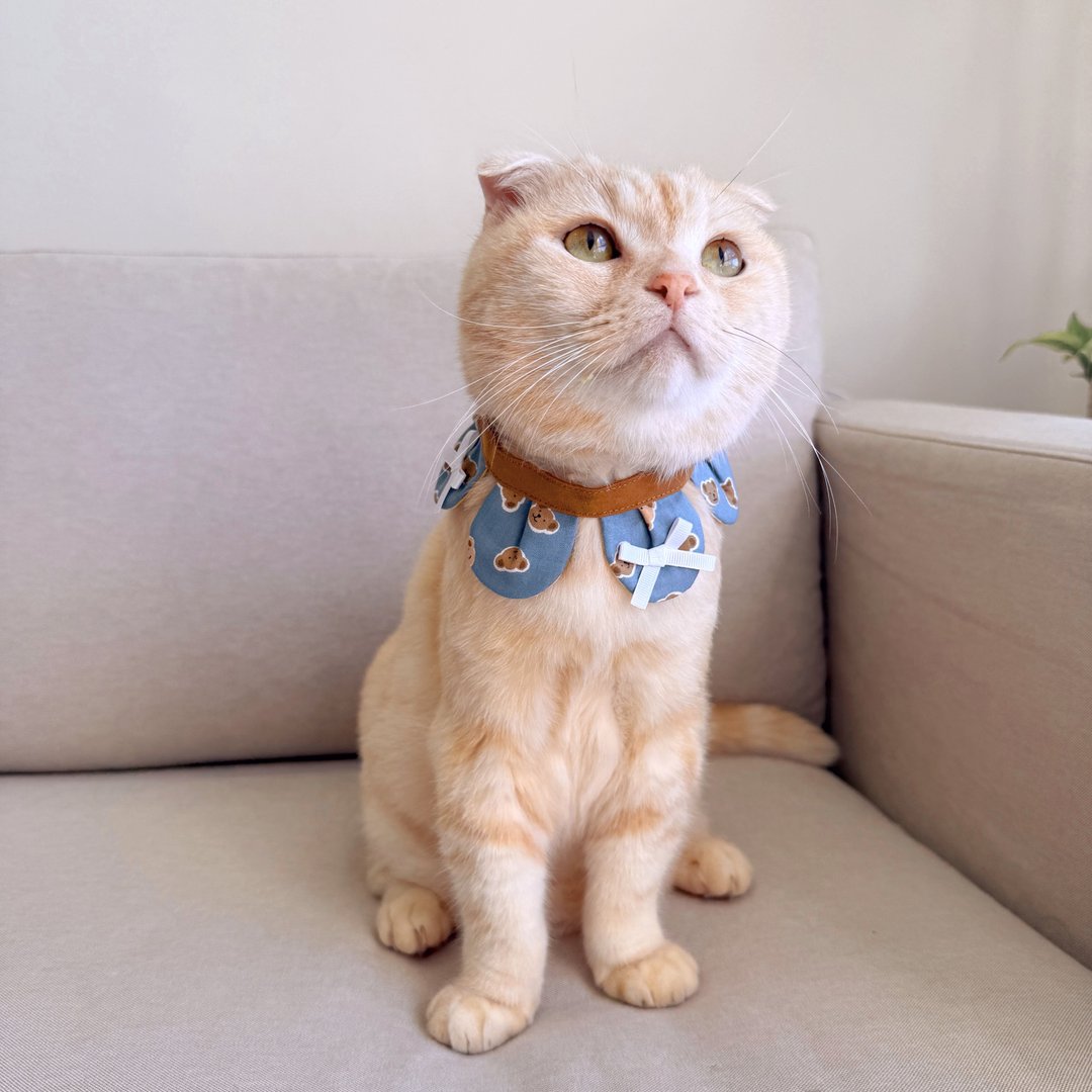 【恰氏手作】泰迪熊小花瓣宠物领巾 猫咪项圈 装饰 狗狗项圈 配 - 项圈/牵绳 - 棉 