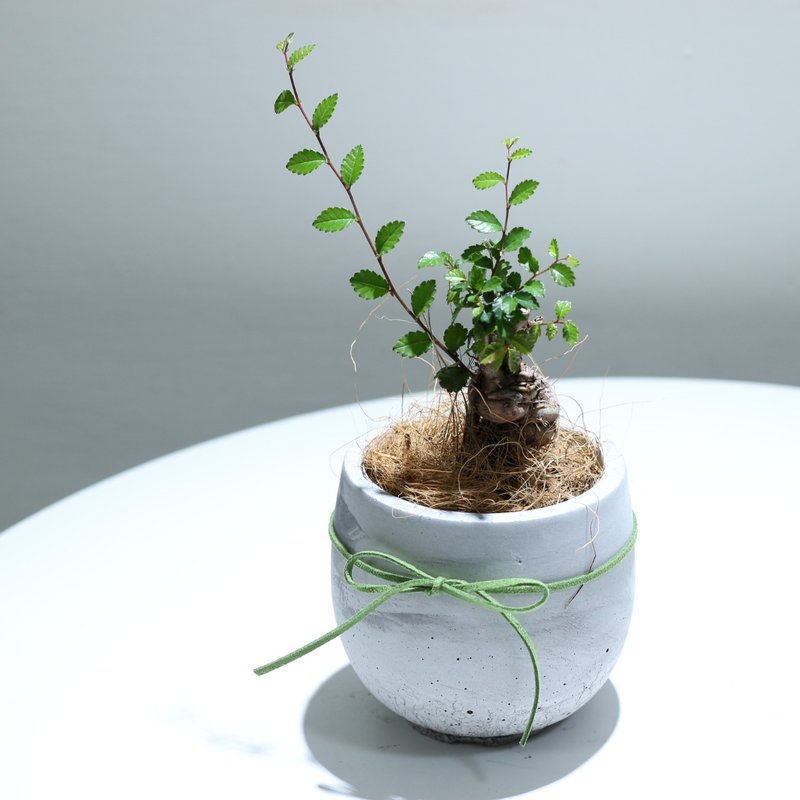 植栽 盆栽l 榆树盆栽 百搭胖U水泥盆  小品盆栽 木本植栽 - 植栽/盆栽 - 水泥 
