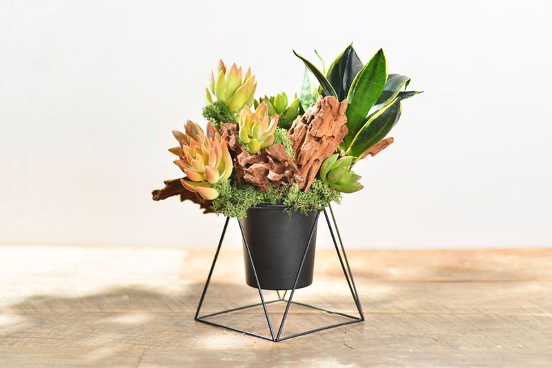 赏屋礼 / 定制化多肉礼赠品 多肉盆栽 订制 大量订购 台湾设计盆 - 植栽/盆栽 - 植物．花 绿色