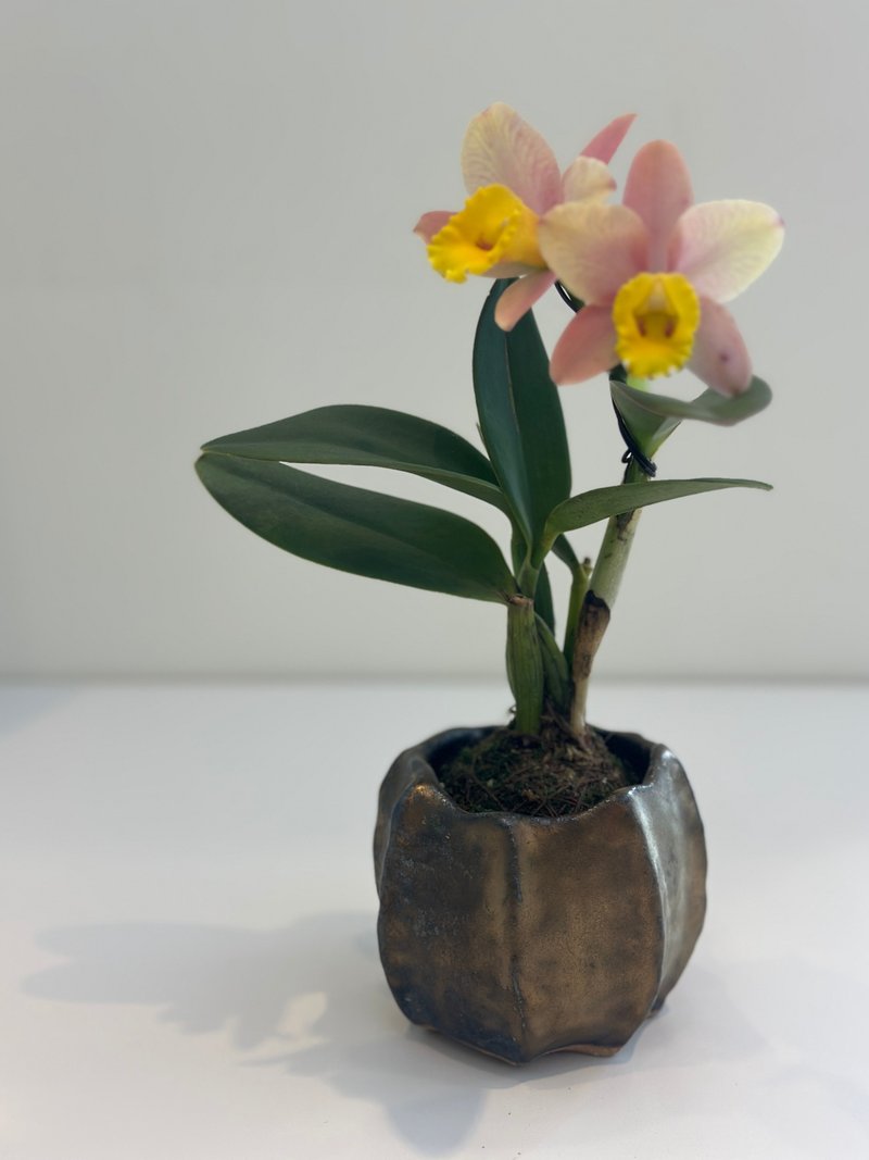 手捏陶盆器/ - 花瓶/陶器 - 陶 