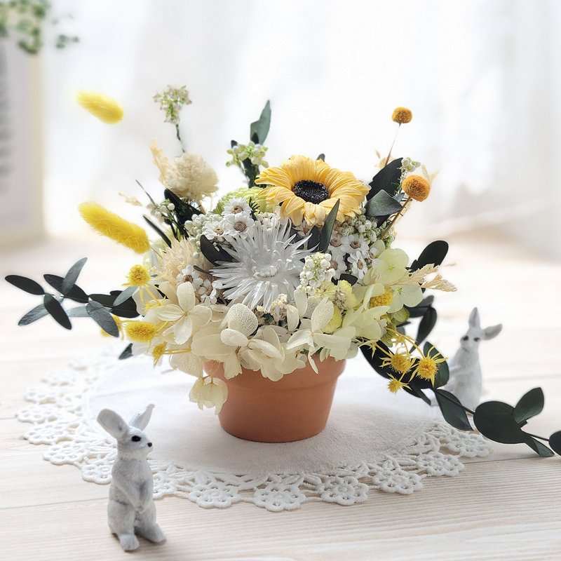 不凋永生非洲菊小盆花-迎接春日的太阳 圣诞礼物 - 干燥花/捧花 - 植物．花 黄色