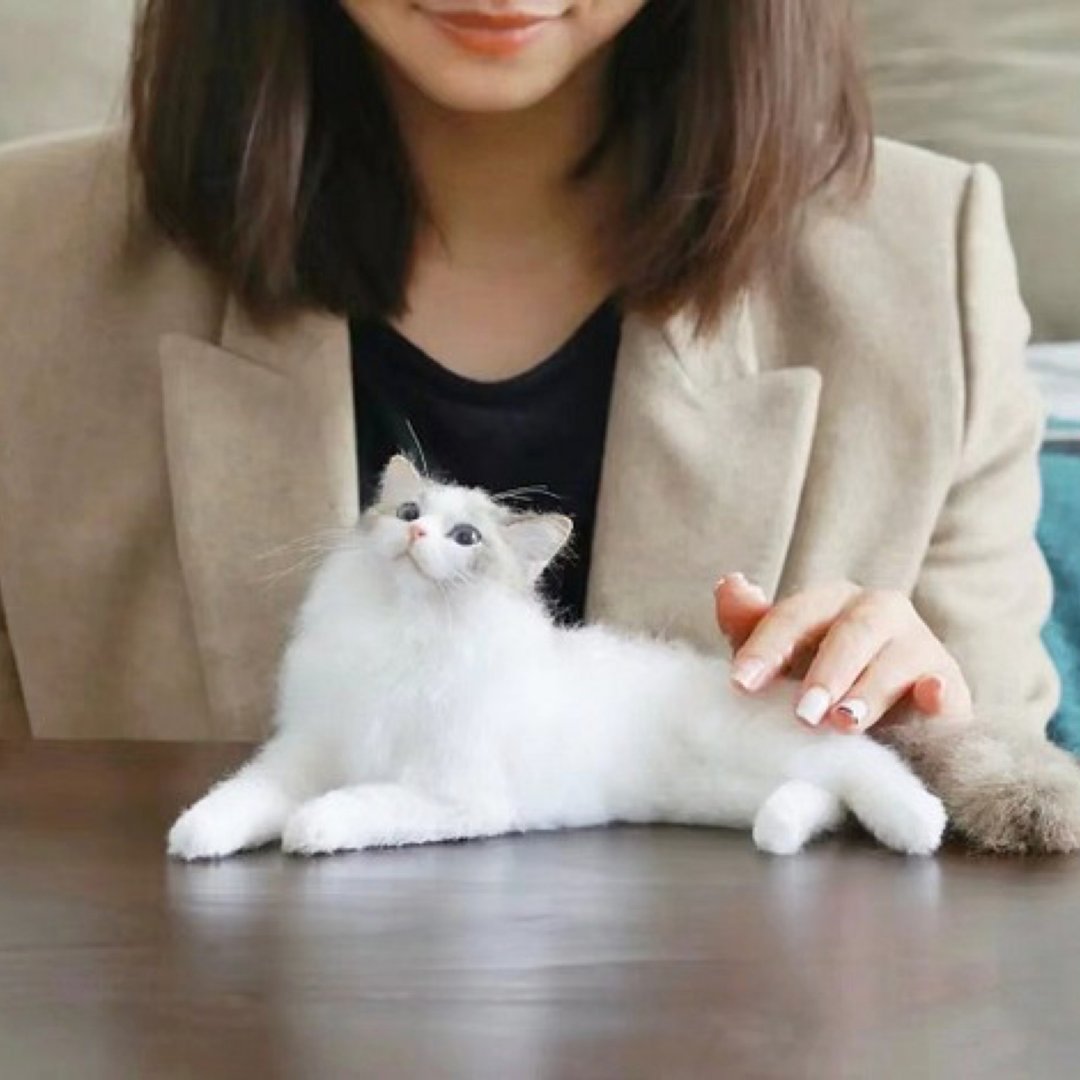 定制化礼物 逼真猫猫 羊毛毡 毛孩 宠物 娃娃 猫咪猫奴 似颜绘 b8 - 玩具 - 羊毛 多色