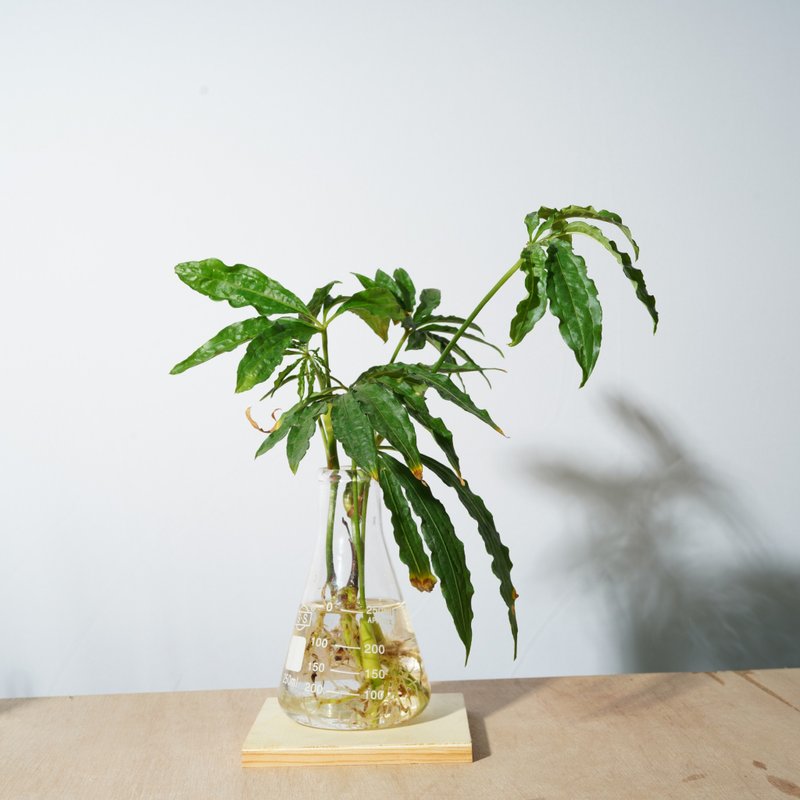 好好养水耕系列 - 大麻叶花烛  礼物 - 植栽/盆栽 - 植物．花 绿色
