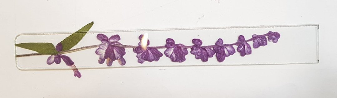 指定定制∣墨西哥鼠尾草∣玻璃镶崁∣花草标本书签 - 书签 - 植物．花 白色