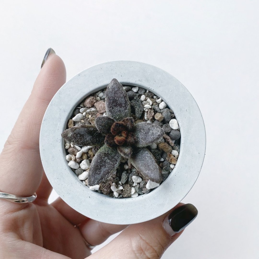 (现货) 莫兰迪系列 | 野兔耳 小圆形不规则渐层水泥多肉植栽 - 植栽/盆栽 - 植物．花 蓝色