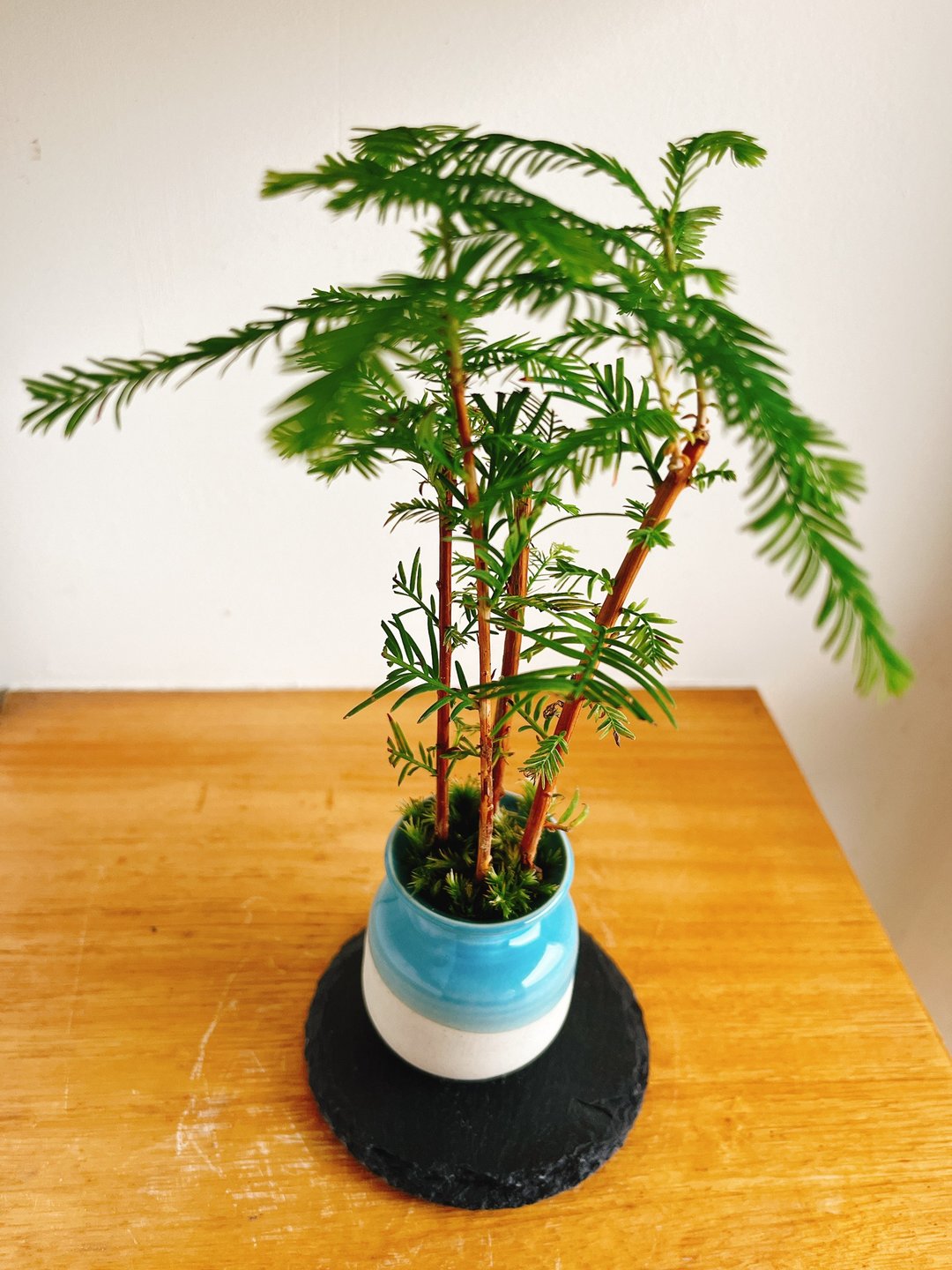 纯自然 迷你 日式 盆栽 落羽松 送礼 - 植栽/盆栽 - 植物．花 绿色