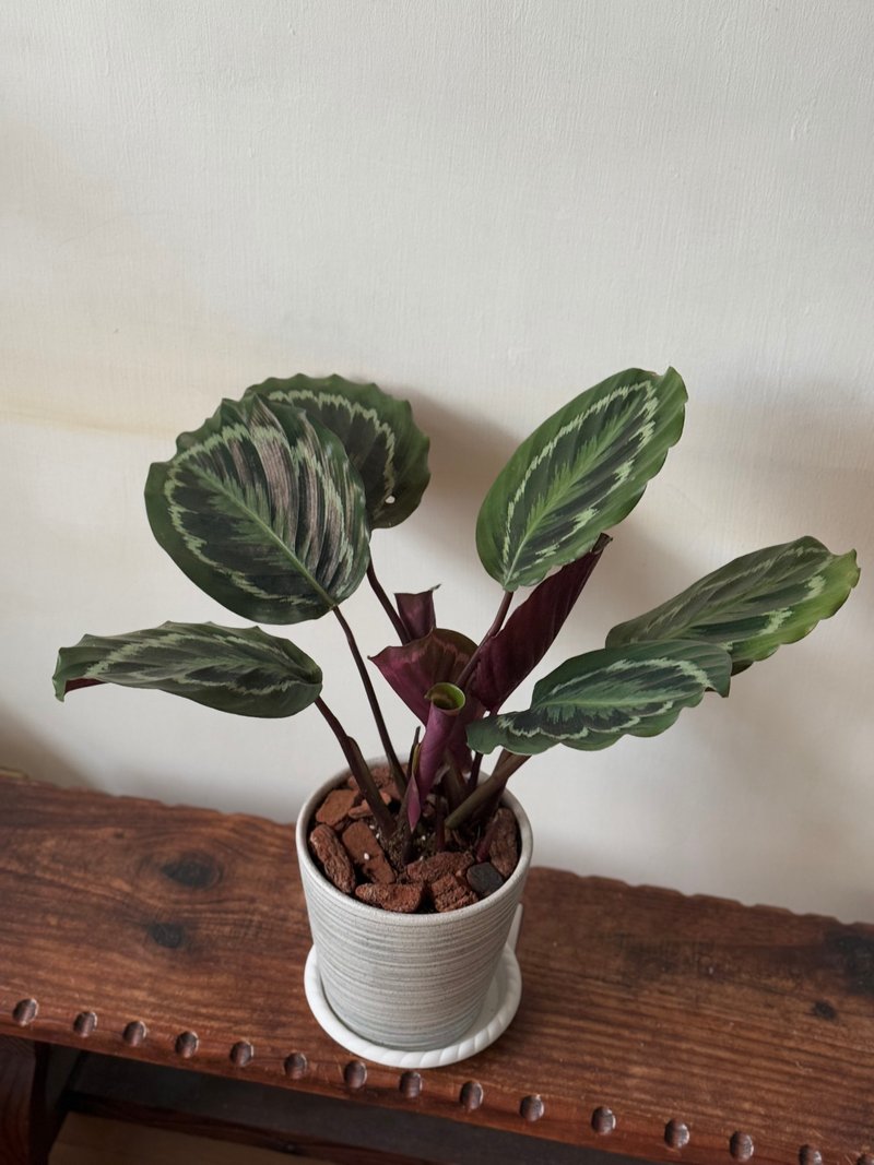 孔雀竹芋植栽 七寸盆 - 植栽/盆栽 - 植物．花 绿色