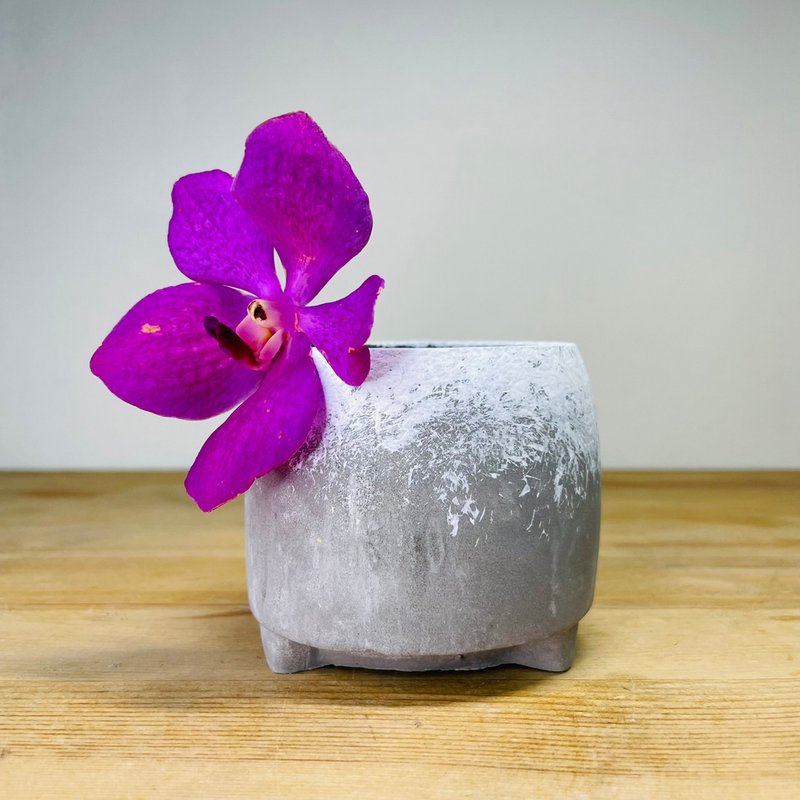 白口小圆雪花款 水泥盆 - 花瓶/陶器 - 水泥 灰色