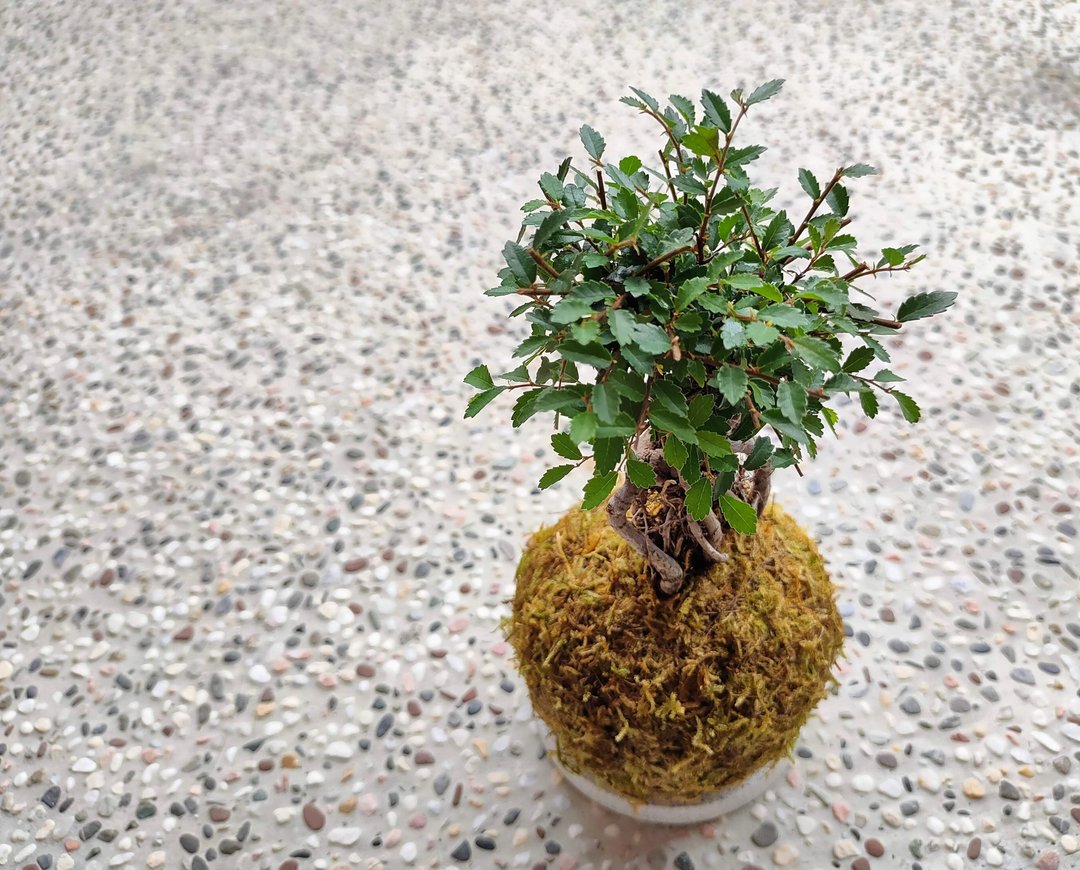 榆树苔球│阳台植物│喜光植物│观叶植物 - 植栽/盆栽 - 植物．花 绿色