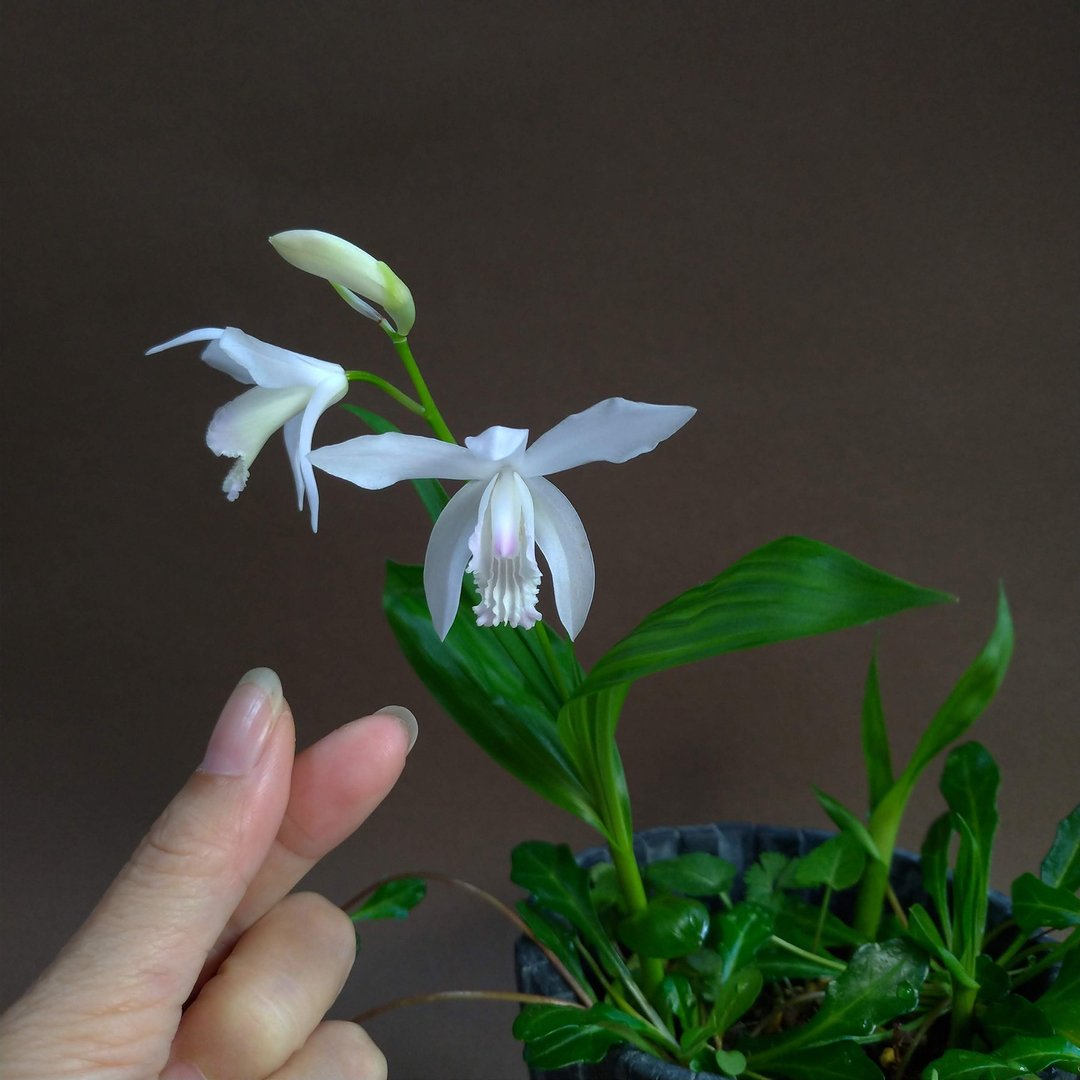 日本白色白芨∣山野草迷你盆栽 DIY素材 - 植栽/盆栽 - 陶 