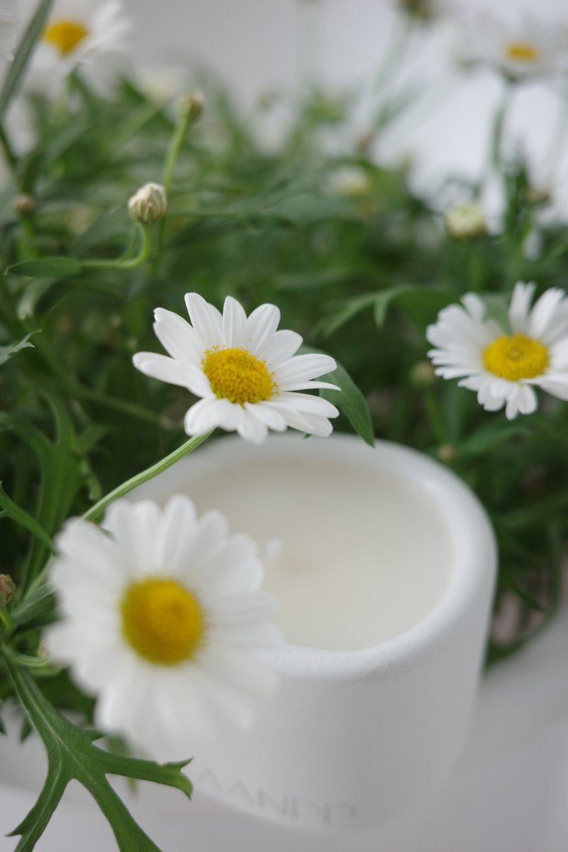 The Pond Candle | 馥野雏菊 | 手工水泥香氛蜡烛 - 蜡烛/烛台 - 水泥 白色