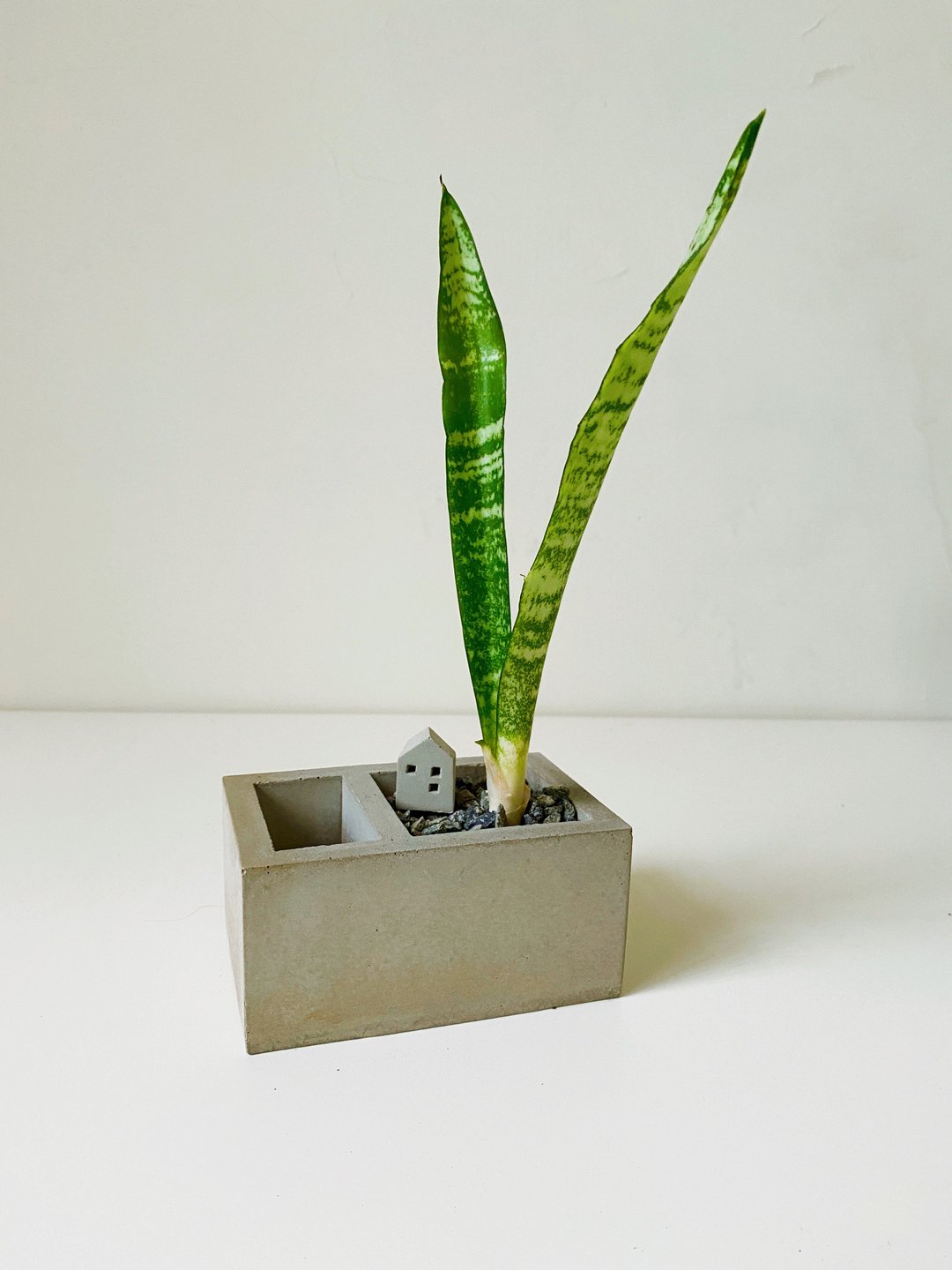 【虎年来棵虎尾兰】双格水泥花器+虎尾兰+水泥小屋摆饰 - 植栽/盆栽 - 水泥 灰色