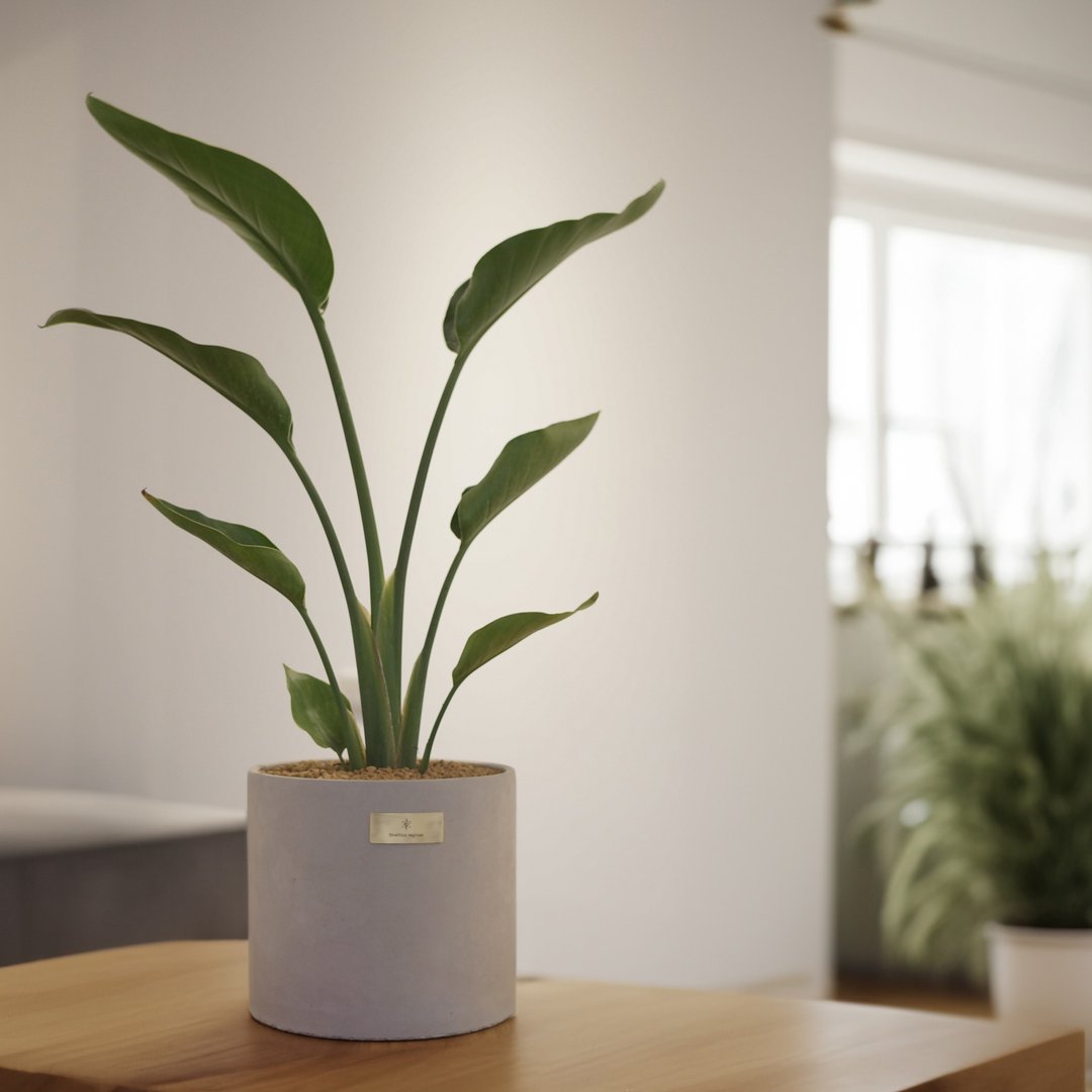 开幕贺礼、新居落成│中型观叶植栽│天堂鸟、鹤望兰 - 植栽/盆栽 - 植物．花 