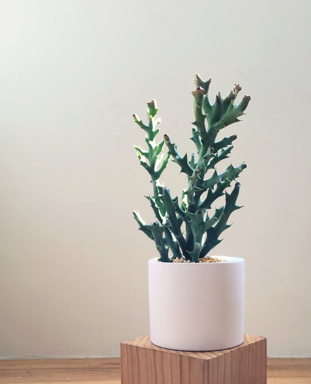 [盆栽] 鹿角 Deer Horn (多肉植物 疗愈 办公室小物 居家) 新年 礼物 - 植栽/盆栽 - 纸 