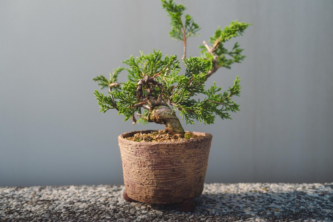 宫阪系鱼川真柏迷你盆栽 松柏盆栽植栽 真柏盆景 - 植栽/盆栽 - 植物．花 绿色