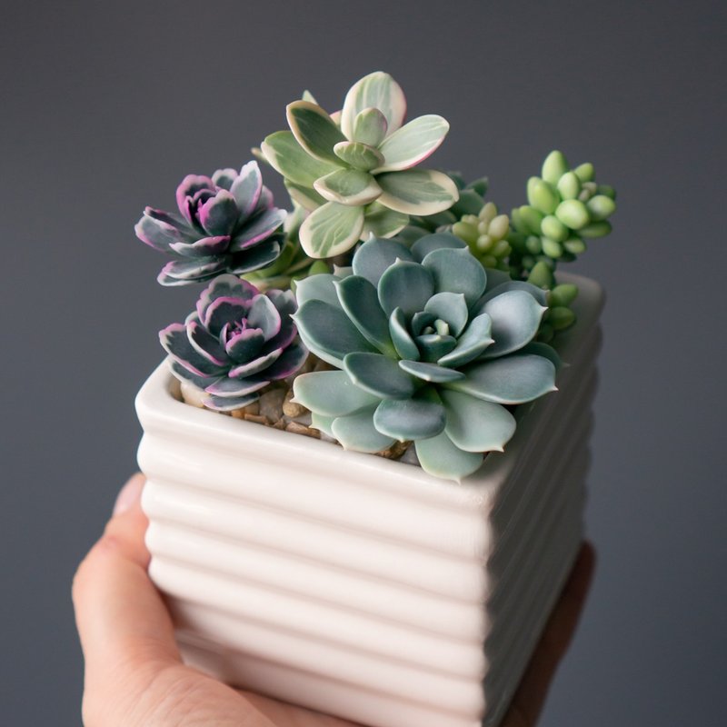 缀有绿色多肉植物 arrangement 的白色饰品盒 - 纸盒/包装盒 - 其他材质 绿色