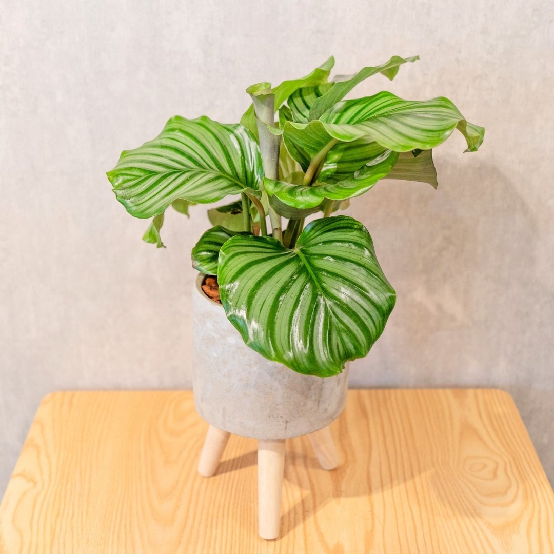 青苹果竹芋室内盆栽 观叶植物 6寸可拆式带木脚水泥盆栽 - 植栽/盆栽 - 植物．花 