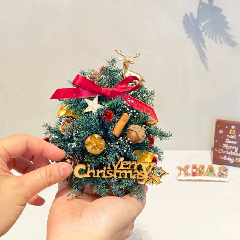 不凋小小圣诞树 体验课程 - 植栽 - 植物．花 